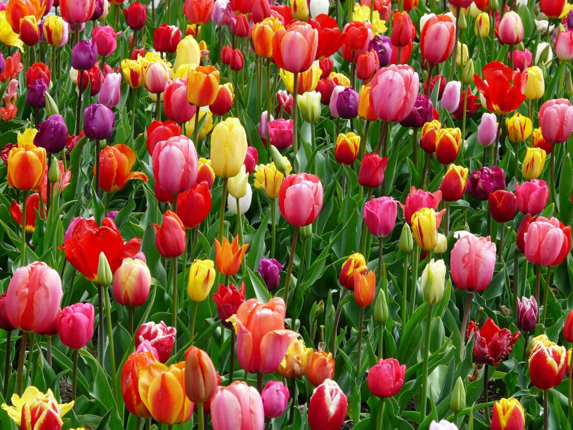 Kashmir Tulip Package